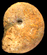 Damesites sugata