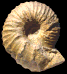 Eupachydiscus isculensis