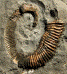Glyptoxoceras crispatum