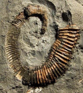 Ammonites et aliae spirae II - Glyptoxoceras crispatum