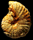 Pseudobarroisiceras (?) boreaui