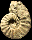 Paratexanites serratomarginatus