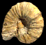 Nowakites sp. 1 (m)