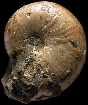 Ammonites et aliae spirae II - Desmophyllites diphylloides