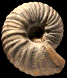 Eupachydiscus perplicatus