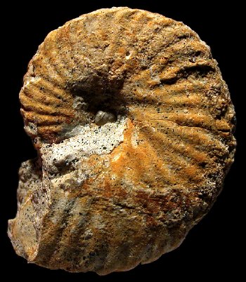 Ammonites et aliae spirae II - Coronites darsi