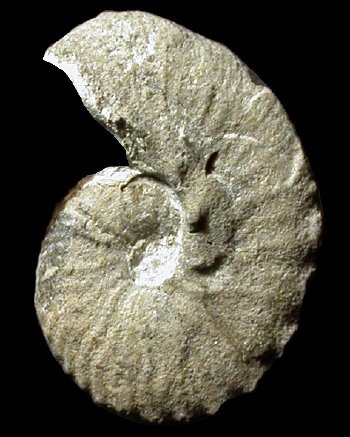 Ammonites et aliae spirae II - Hoploscaphites constrictus