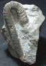 Anahamulina subcincta