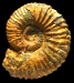 Hypacanthoplites sp.