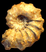 Phricodoceras taylori (m)