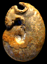Cadomoceras cadomense