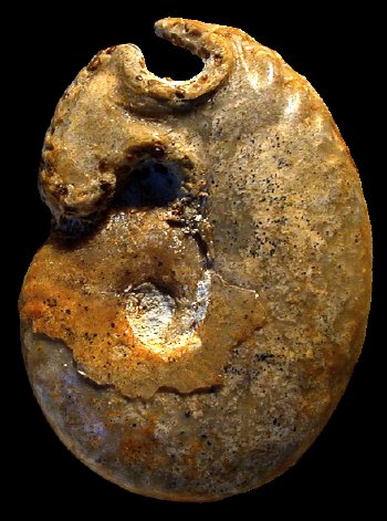 Ammonites et aliae spirae II - Cadomoceras cadomense