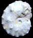 Placenticeras polyopsis