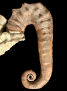 Audouliceras kaliae