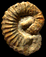 Imerites giraudi transiens giraudi