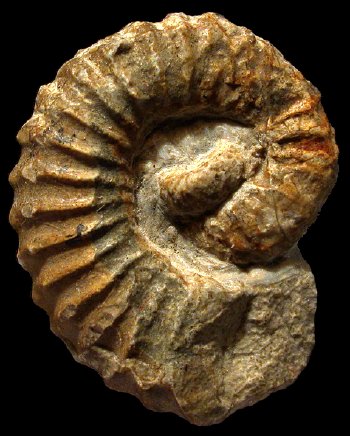 Ammonites et aliae spirae II - Imerites giraudi  transiens giraudi