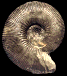 Olcostephanus (Jeannoticeras) jeannoti