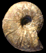 Davidiceras potieri