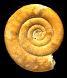 Nannolytoceras pygmaeum