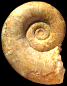 Lytoceras eudesianum