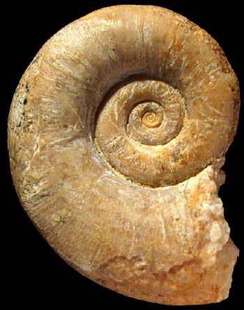 Ammonites et aliae spirae II - Lytoceras eudesianum