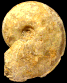Dorsetensia gr. liostraca (M)