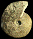 Torcapella fabrei