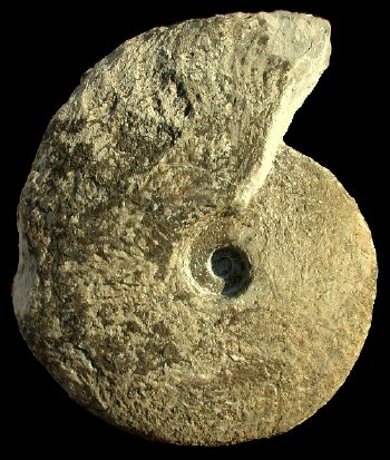 Ammonites et aliae spirae II - Torcapella fabrei