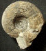 Valdedorsella sp.