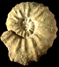 Acanthoceras rhotomagense