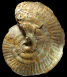 Strigoceras truellei