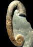 Acrioceras (Acrioceras) meriani