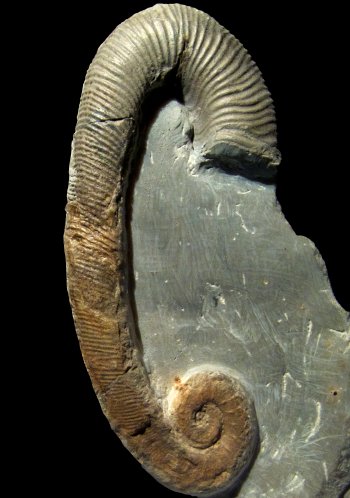 Ammonites et aliae spirae II - Acrioceras (Acrioceras) meriani