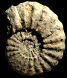 Texanites (Texanites) quinquenodosus