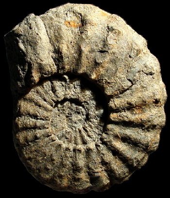 Ammonites et aliae spirae II - Texanites (Texanites) quinquenodosus