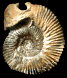 Morphoceras (Ebrayiceras) pseudoanceps (m)