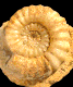 Aegoceras lataecosta