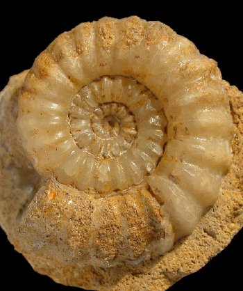 Ammonites et aliae spirae II - Aegoceras lataecosta