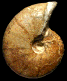 Plesiospitidiscus ligatus