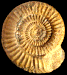Caumontisphinctes bifurcus