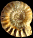 Acanthopleuroceras solare