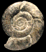 Nannolytoceras tripartitum