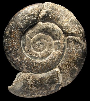 Ammonites et aliae spirae II - Nannolytoceras tripartitum