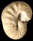 Scaphites obliquus