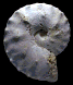 Placenticeras polyopsis