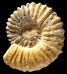 Calycoceras (Gentoniceras) sarthacense