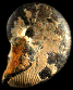 Hyporbulites rousseli