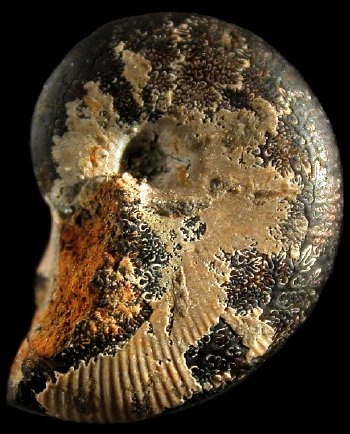Ammonites et aliae spirae II - Hyporbulites rousseli