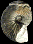 Lyticoceras cryptoceras