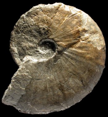 Ammonites et aliae spirae II - Spitidiscus fasciger